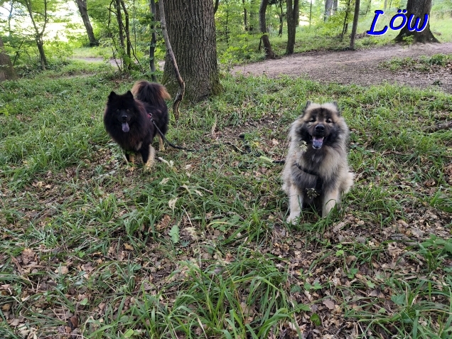 20.7.2025 - Gr&uuml;nes Unterholz